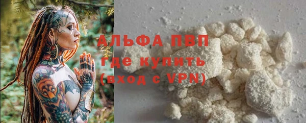 сатива Бородино